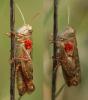 Calliptamus sp.
